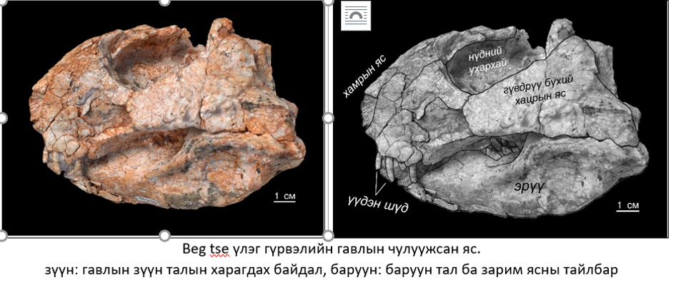 ПАЛЕОНТОЛОГИЙН ШИНЖЛЭХ УХААНД ӨМНӨ НЬ МЭДЭГДЭЖ БАЙГААГҮЙ, ҮЛЭГ ГҮРВЭЛИЙН МАШ ХОВОР ЗҮЙЛИЙГ НЭЭЛЭЭ